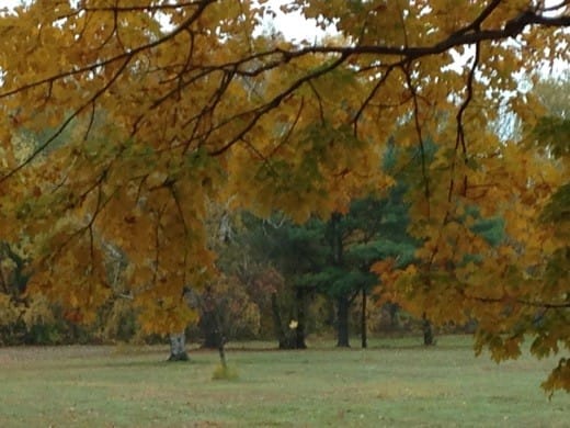 Autumn trees present varied colored leaves, with a single leaf falling to the ground